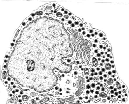 komórki z nielicznymi kroplami lipidowymi mineralokortykoidy (np.