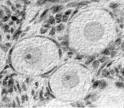 (30 µm) oocyt jedna warstwa płaskich komórek pęcherzykowych blaszka podstawna Pęcherzyk pierwotny oocyt jedna