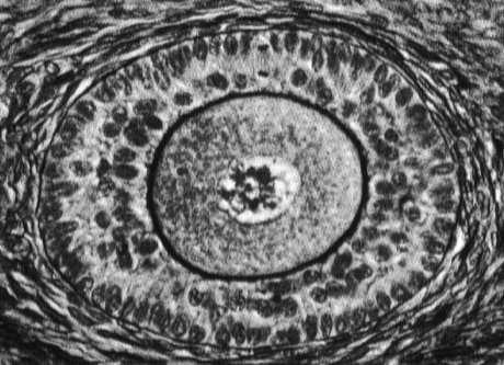 µm +) oocyt osłonka przejrzysta - zona pellucida kilka warstw komórek pęcherzykowych blaszka podstawna osłonka