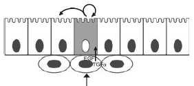 endometrium Znajdują się w warstwie podstawnej endometrium Nabłonkowe komórki