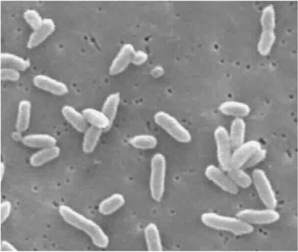 Usuwanie zanieczyszczeń mikrobiologicznych -bakterie Listeria monocytogenes TR>10 10