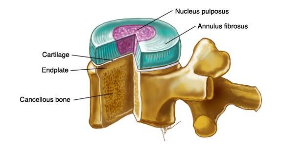 Krążek międzykręgowy, tarcza międzykręgowa tzw dysk (łac.
