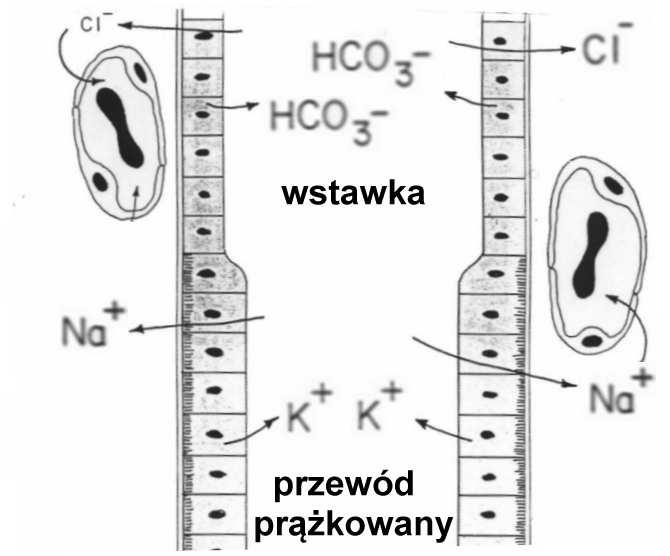 wymiana jonów Na/K wydzielanie jonów metali ciężkich jonów