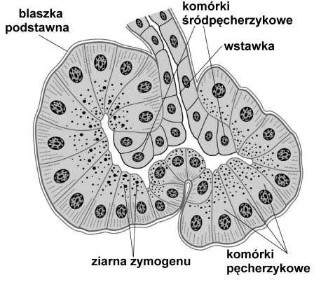 przewodu wyprowadzającego (wstawki), która częściowo