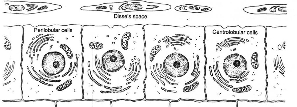 gronko wątrobowe Strefa 3: (niska aktywność) małe mitochondria z rzadkimi grzebieniami, obfitsza siateczka