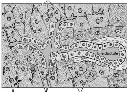 owalne Pozawątrobowe drogi żółciowe Budowa ściany: przewody wątrobowe prawy
