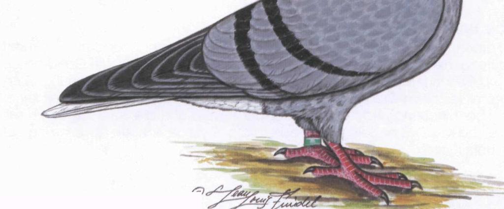 U gołębi grochowych i biało łuskowatych wymaga się, aby rysunek był równomiernie rozłożony na tarczach skrzydeł. Białogon turgawski To typowy gołąb pochodzący z kantonu Turgawia w Szwajcarii.