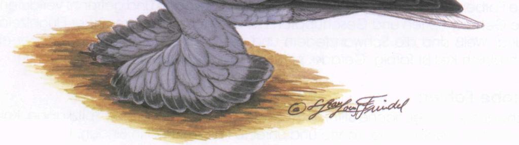 Podstawowy kolor miedzianych jest lśniąco czarny, pokrywy skrzydeł zaś kasztanowe, ale końce piór powinny być czarne.