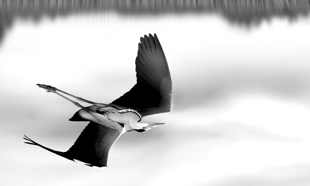 Ornis Polonica 2011, 52: 75 84 Liczebność i rozmieszczenie stanowisk lęgowych czapli siwej Ardea cinerea w Wielkopolsce w latach 2006 2010 Przemysław Wylegała, Andrzej Batycki, Tadeusz Mizera