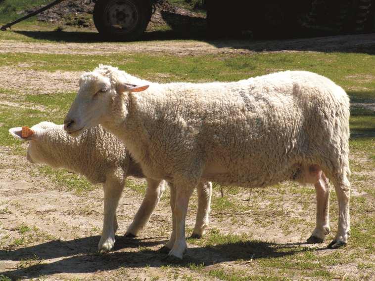 M. Murawski HISTORY OF PROLIFIC OLKUSKA SHEEP FARMING Summary In addition to biological and breeding aspects, the current conservation of domestic animal genetic resources, including sheep, plays an