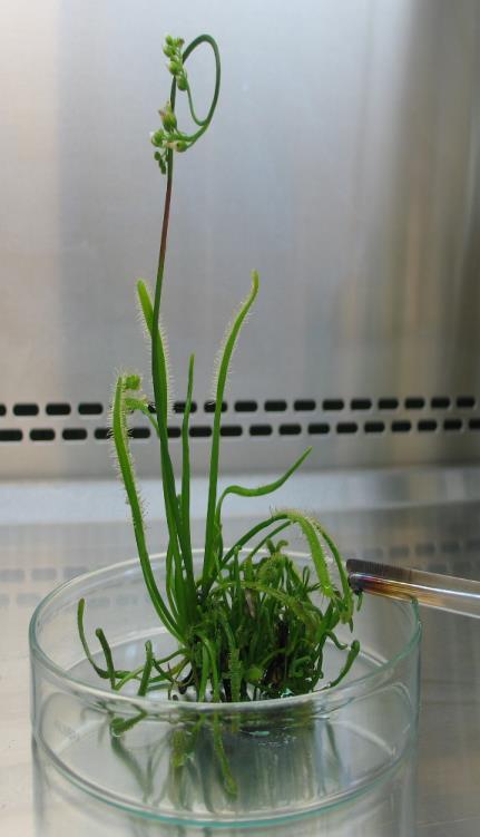 Hodowla roślin w warunkach in vitro Wprowadzanie roślin z nasion oraz tkanek do warunków in vitro Opracowanie