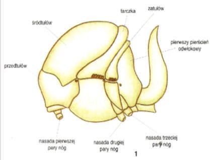 Biologiczne podstawy gospodarki pasiecznej Marek Podlewski 11 1 2 3 pyłku, a także go transportować. W pierwszej parze odnóży możemy stwierdzić obecność aparatu do czyszczenia czułków.