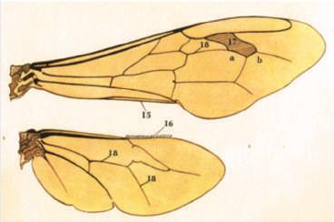 12 III Mazowiecka Konferencja Pszczelarska 2017 BUDOWA SKRZYDEŁ, ODWŁOKA Pszczoła lata dzięki skrzydłom. Najsilniej są rozwinięte u trutni, najsłabiej u matek pszczelich.