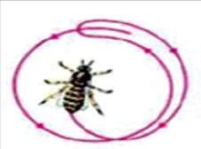 Taniec okrężny wykonywany jest wtedy gdy źródło pożytku znajduje się w odległości do 10 m od ula. Pszczoła wykonująca taki taniec chodzi po plastrze po linii okręgu raz w prawo, a raz w lewo.