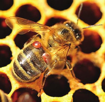 60 III Mazowiecka Konferencja Pszczelarska 2017 BIOLOGIA PASOŻYTA U warrozy występuje silny dimorfizm płciowy. Samice są znacznie większe od samców. Różnią się budową ciała, wielkością i barwą.