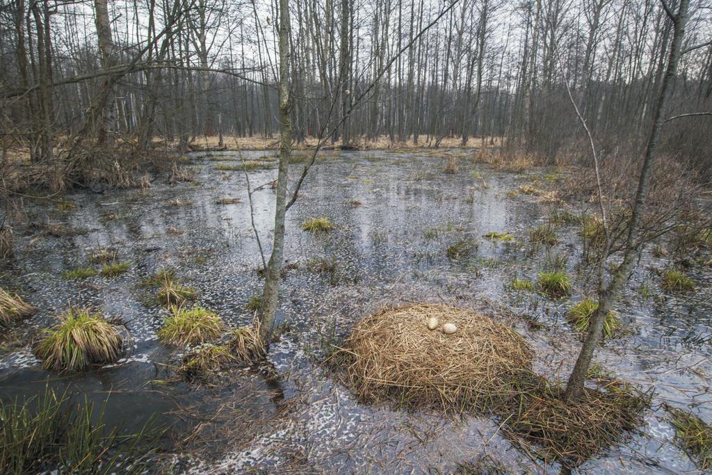 w kwietniu 2013 pewnych lęgowisk gatunku w Nadleśnictwie Katowice (fot. M.