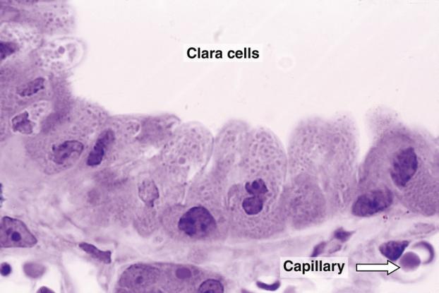 migawek, zawierają liczne mitochondria, RER, SER, ziarnistości wydzielnicze. Mają zdolność wbudowywania leucyny, galaktozy, prekursorów lipidów.