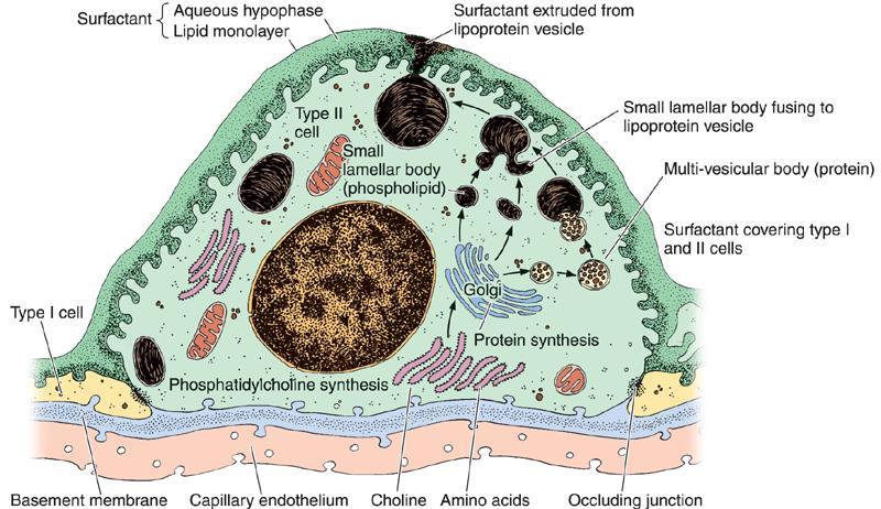 Pneumocyty typu II i surfaktant Surfaktant jest złożoną mieszaniną fosfolipidów (40%) (głównie fosfatydylocholiny działanie zmniejszające napięcie powierzchniowe), cholesterolu (50%) i białek (10%):