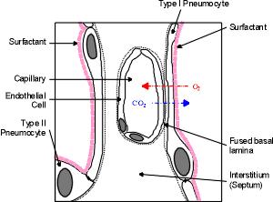 Cytoplazma pneumocyta typu I Błona