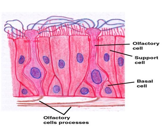 Nabłonek błony węchowej Nici węchowe Komórki węchowe komórki podporowe Komórki