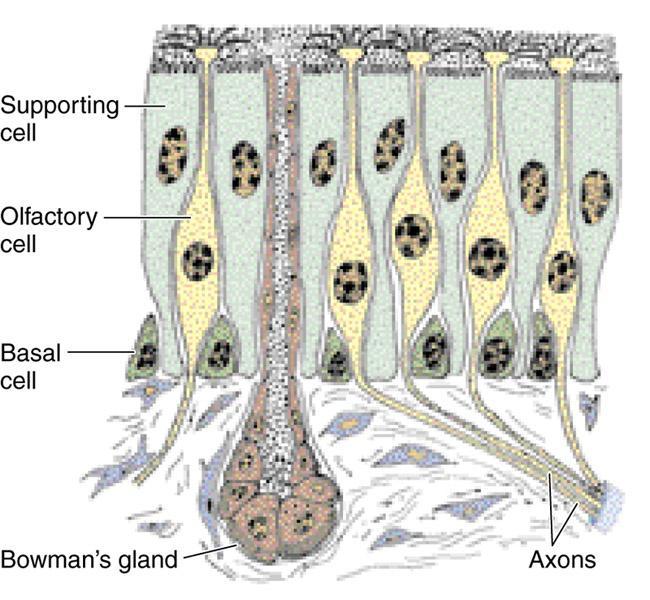 Neurony węchowe - typowe neurony dwubiegunowe.