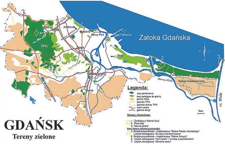 Tab. 1. Tereny zielone w Gdańsku Tereny leśne 4,618 ha Tereny zieleni rekreacyjno-wypoczynkowe 530 ha Ogrody działkowe 957 ha drogowego, a co za tym idzie jego negatywnego wpływu na środowisko.