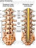 Anatomia