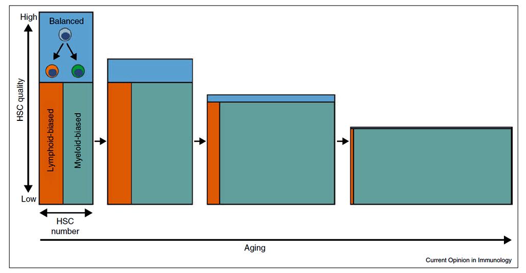 Starzenie szpiku kostnego HSC CD150 high (myeloid-biased) i CD150 low (lymphoid-biased) Zmiany