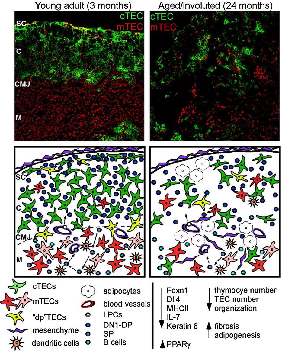 Objawy starzenia grasicy Increased expression of leukemia inhibitory factor (LIF), oncostatin M (OSM), stem cell factor