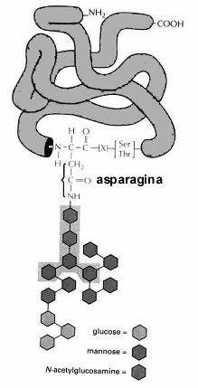 glikozylacja białek glikozylacja na asparaginie obecnej w sekwencji Asn-X- Thr lub Asn-X- Ser ( wiazanie