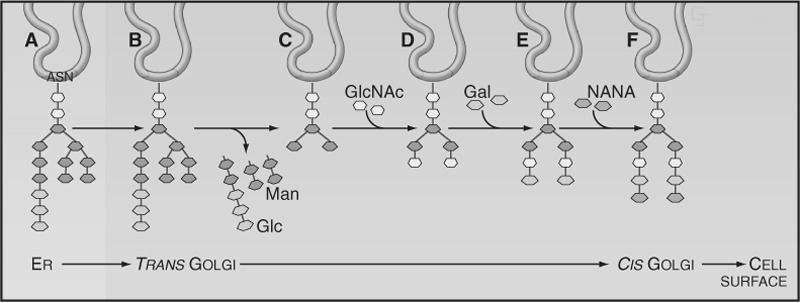 Aparat Golgiego funkcje modyfikacje reszt cukrowych glikoprotein i glikolipidów wiązanie N-glikozydowe: -Asn- 14 cukrowy oligosacharyd (2 GlcNAc, 9 Man, 3 Glc) cis trans glikozylacje pewnych białek