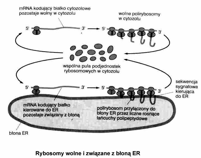 Funkcje ER synteza białek: - błon (komórki, jądra, organelli szlaku wydzielniczego ) - rezydujących w świetle organelli szlaku wydzielniczego - na eksport modyfikacje potranslacyjne białek synteza