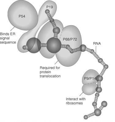 spowolnienie translacji 6 białek RNA-300 nukl.