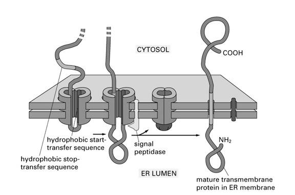białek monotopowych do błony ER