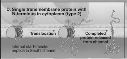 Kotranslacyjne przemieszczanie białek do błony ER 1) Białko monotopowe błony komórkowej z domeną N- końcową po stronie cytoplazmatycznej Kotranslacyjne przemieszczanie białek do błony ER 2) Białko