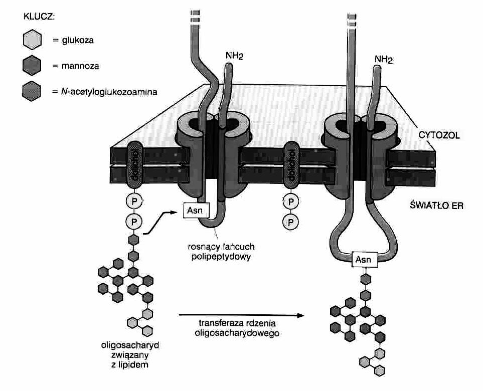 ER -potranslacyjne modyfikacje białek glikozylacja tworzenie wiązań dwusiarczkowych fałdowanie tworzenie kompleksów (oligomerów) Siateczka śródplazmatyczna glikozylacja białek synteza oligosacharydów