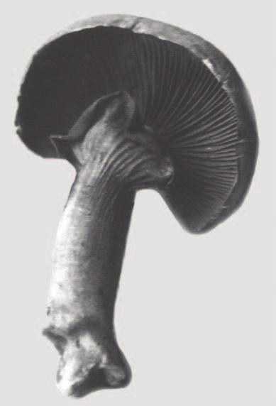 B. Gumińska Nowe stanowiska aksamitki złotej Pholiota aurea (1987) pisze, że grzyb ten znajdowany był w całej Eurazji i w Ameryce Północnej.
