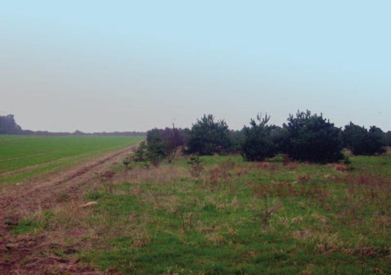 T. Hetmański i in. Bycznik w wypluwkach sowy uszatej na Pomorzu Środkowym Borzęcinko Brzeziniec Borzęcino 1 km A B C Ryc. 1. Teren badań, z zaznaczonym miejscem zbioru wypluwek sowy uszatej.