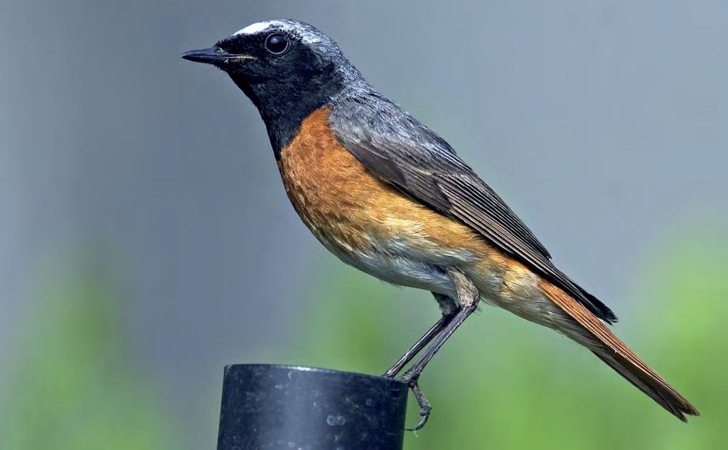 Photo B.2. From 2000 to 2015, the Polish population of Common Redstart increased annually by 7% and currently the species is twice as abundant as 10 years before Fot. B.3.