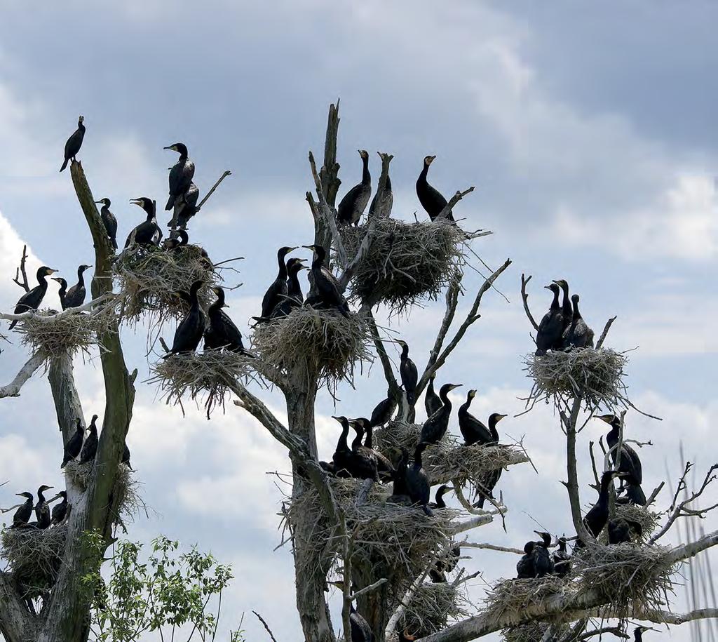 Fot. B.12. Kormoran. Około połowy polskiej populacji gniazduje w kilku koloniach w pasie nadmorskim Szymon Bzoma Photo B.12. Cormorant breeding numbers slightly increase in Poland.