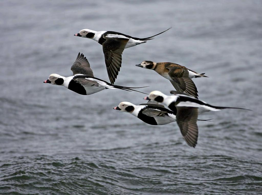 Ryc. C.8. Wskaźniki zagęszczenia ptaków morskich zimujących w polskiej strefie Bałtyku w 2016 r. Fig. C.8. Density indices of all marine species wintering in the Polish part of the Baltic Sea in 2016 Fot.