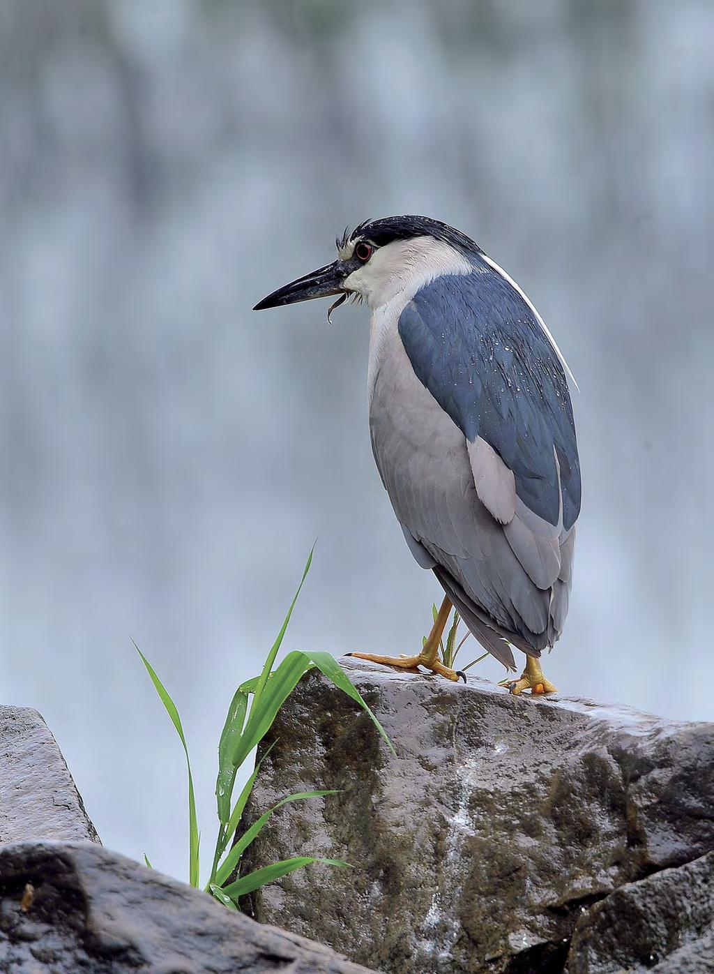 Fot. Ślepowron wykazuje spadki liczebności w zachodniej części Europy, natomiast w środkowej i wschodniej części kontynentu jego populacja wzrasta (BirdLife International 2015)