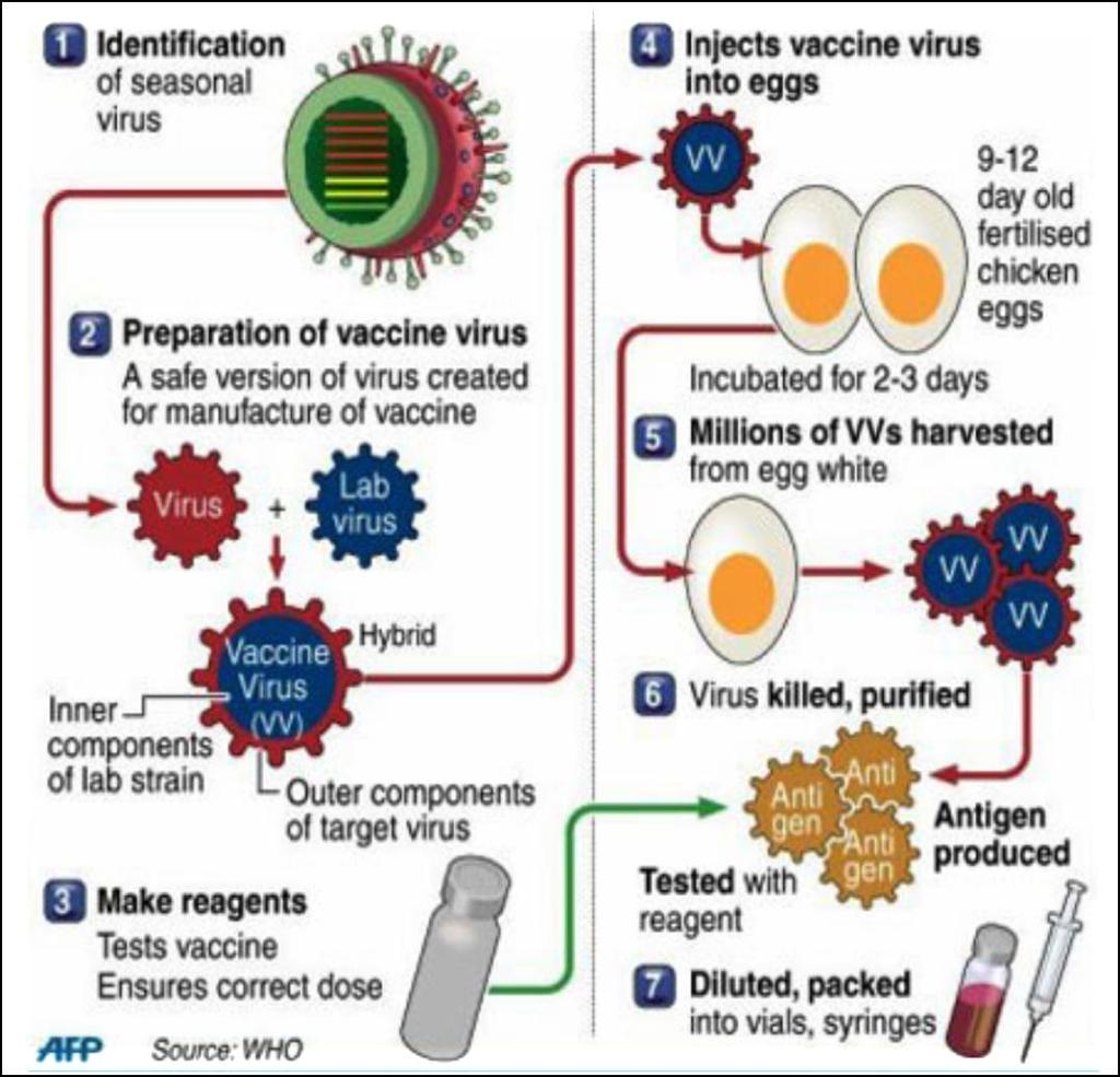 WHO modyfikuje zalecenia dotyczące składu szczepionek dwa razy do roku WHO Producenci szczepionek Identyfikacja krążącego wirusa Przygotowanie wirusa szczepionkowego (bezpiecznej wersji wirusa dla