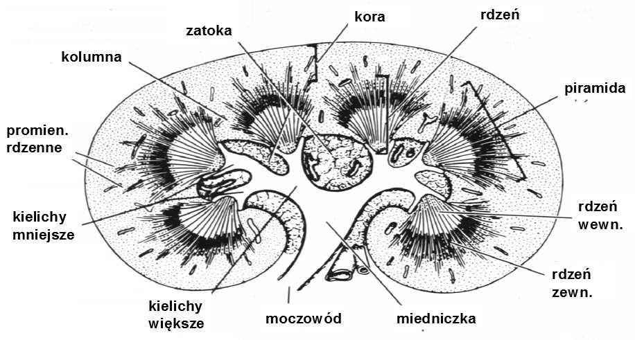 Przestrzenie międzykanalikowe zajmuje tkanka łączna z gęstą siecią naczyń krwionośnych (głównie