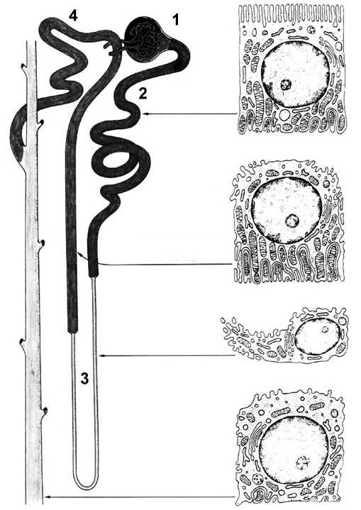 Kanalik dystalny część prosta część kręta Ciałko nerkowe kłębuszek nerkowy (pętle naczyń