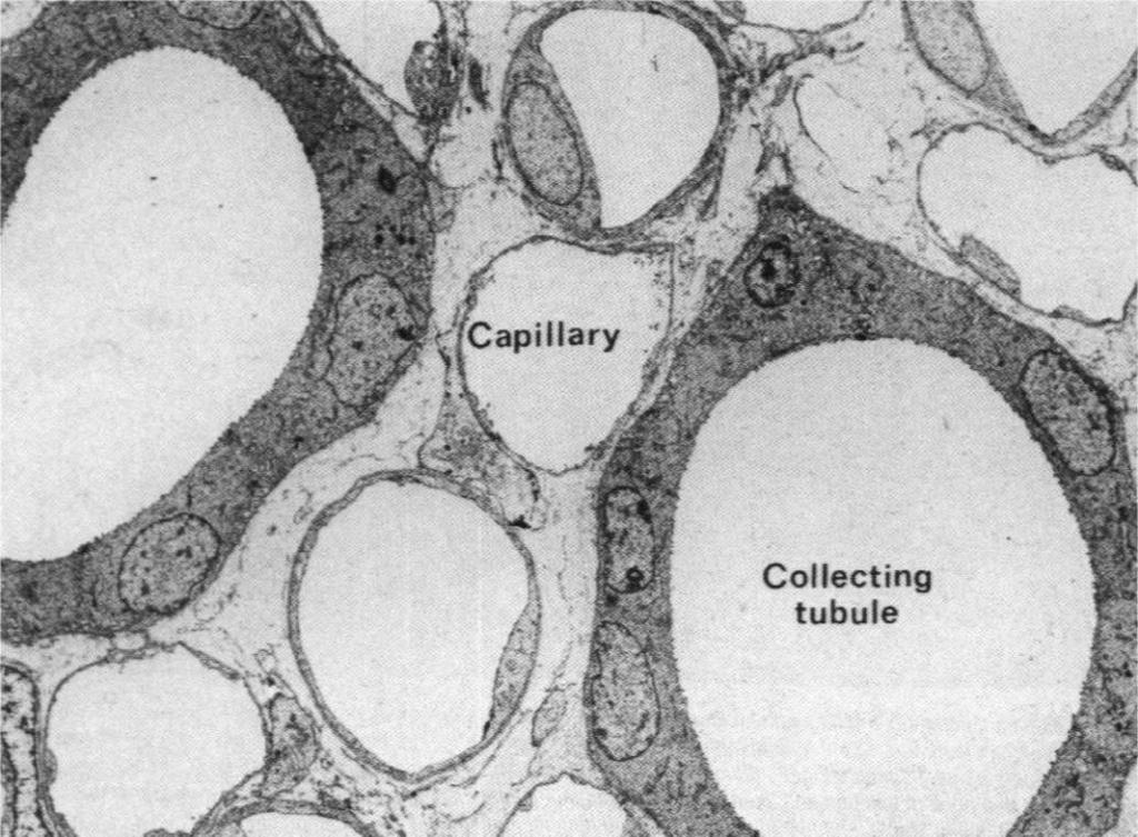 Kanalik dystalny nabłonek sześcienny płaskie komórki ubogie w organelle
