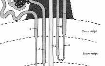 proste) - kanaliki proksymalne (części kręte) - kanaliki dystalne