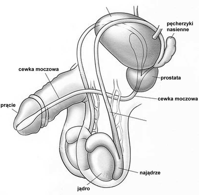ROZRODCZY MĘSKI nasieniowód trzon najądrza głowa najądrza