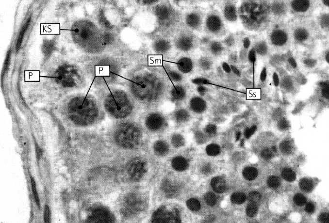 sertolego spermatocyty I rzędu spermatogonie A jasne A ciemne sp.