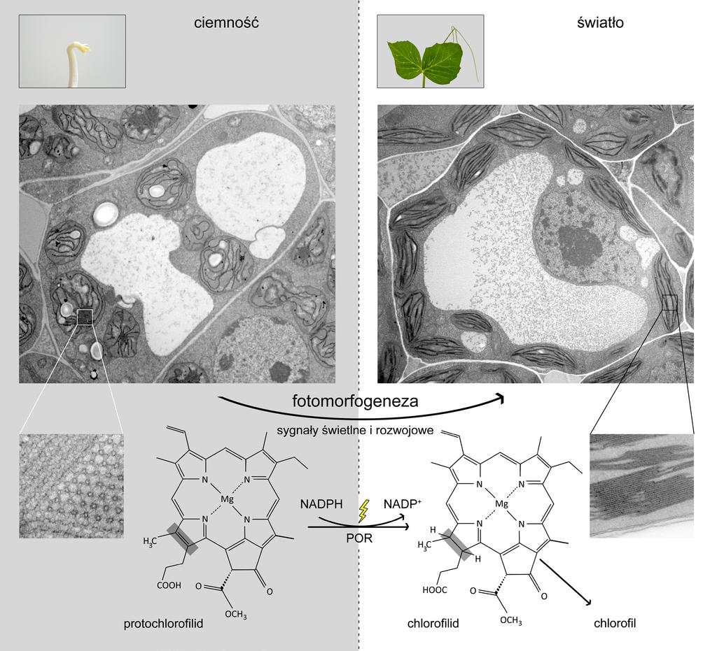 476 Łucja Kowalewska, Agnieszka Mostowska Ryc. 3. Proces de-etiolacji na różnych poziomach organizacji rośliny.